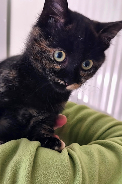 AID Animaux - Chats à l'adoption - Blue