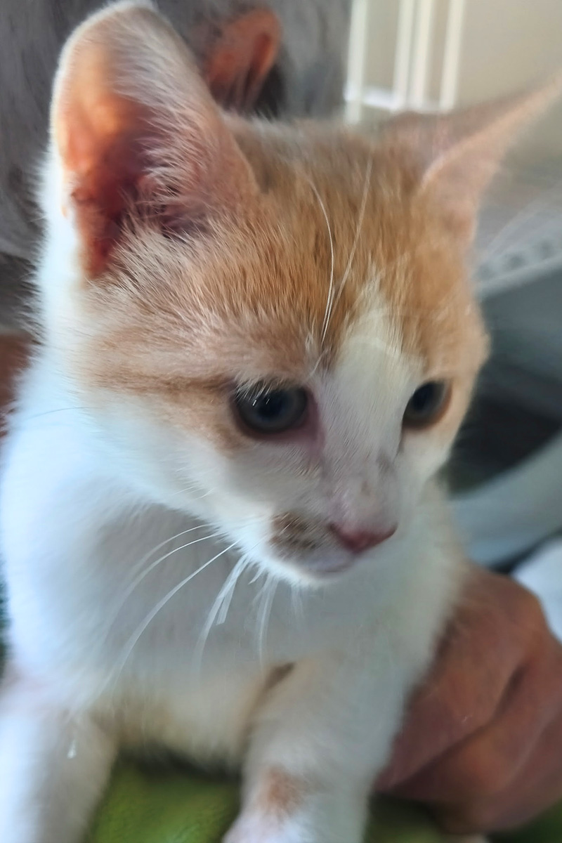 AID Animaux - Chats à l'adoption - Bretzel