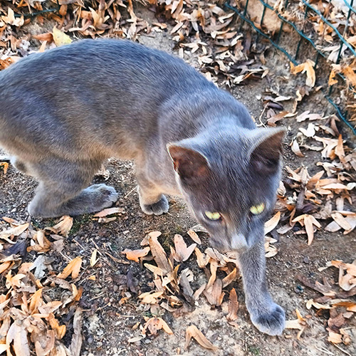 AID Animaux - Chats à l'adoption - Souris