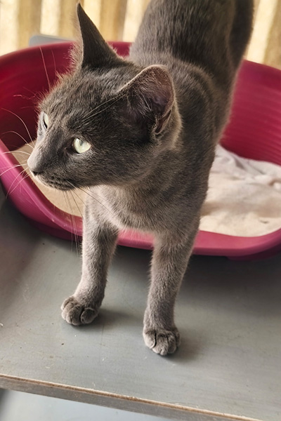 AID Animaux - Chats à l'adoption - Souris