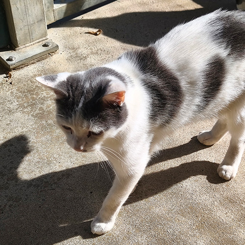 AID Animaux - Chats à l'adoption - Toucan