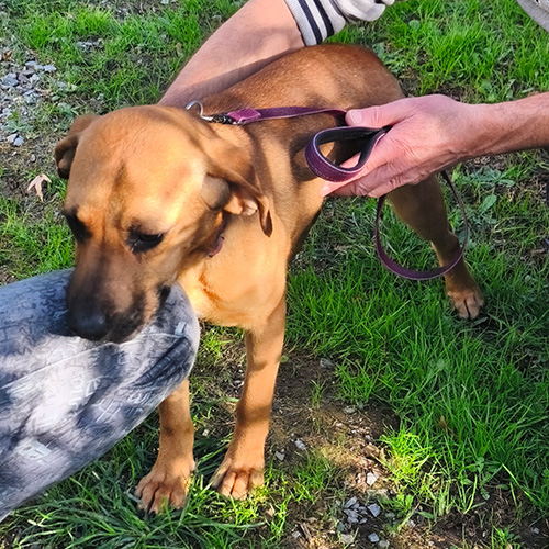 AID Animaux - Chiens à l'adoption - Bêtise