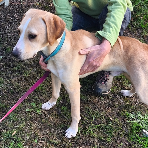 AID Animaux - Chiens à l'adoption - Blaise
