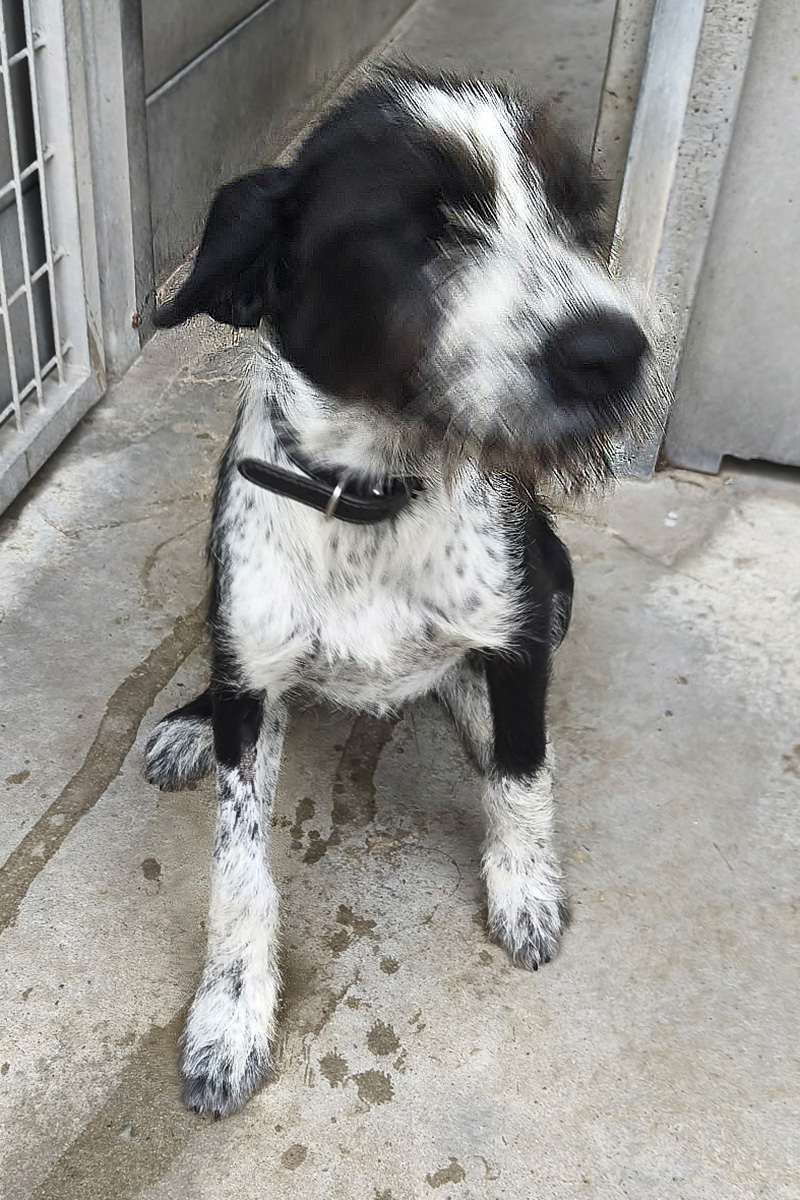 AID Animaux - Chiens à l'adoption - Bohème