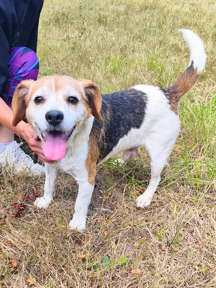 Refuge AID Animaux Châteaubriant