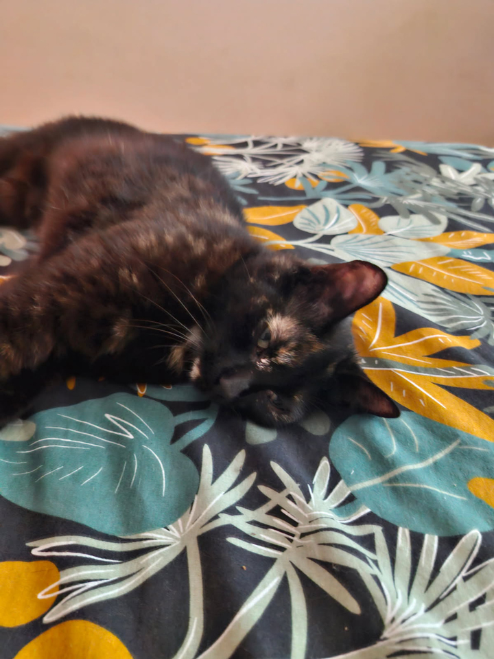 Refuge AID Animaux Châteaubriant