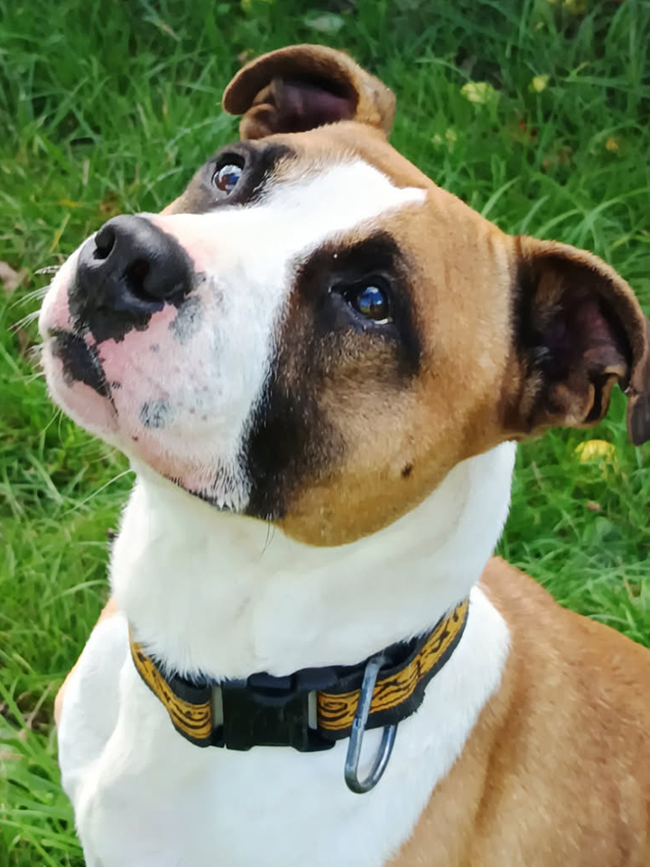 Refuge AID Animaux Châteaubriant