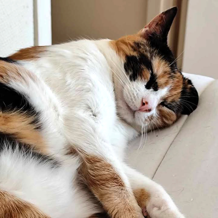 Refuge AID Animaux Châteaubriant