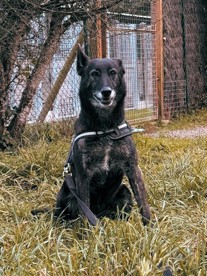 Refuge AID Animaux Châteaubriant