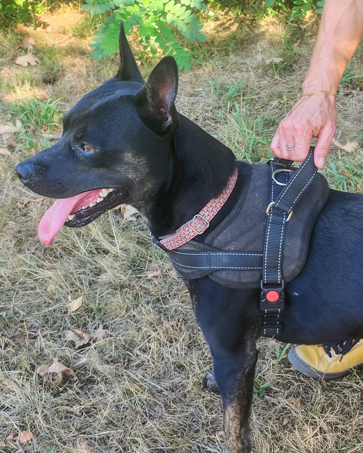 Refuge AID Animaux Châteaubriant